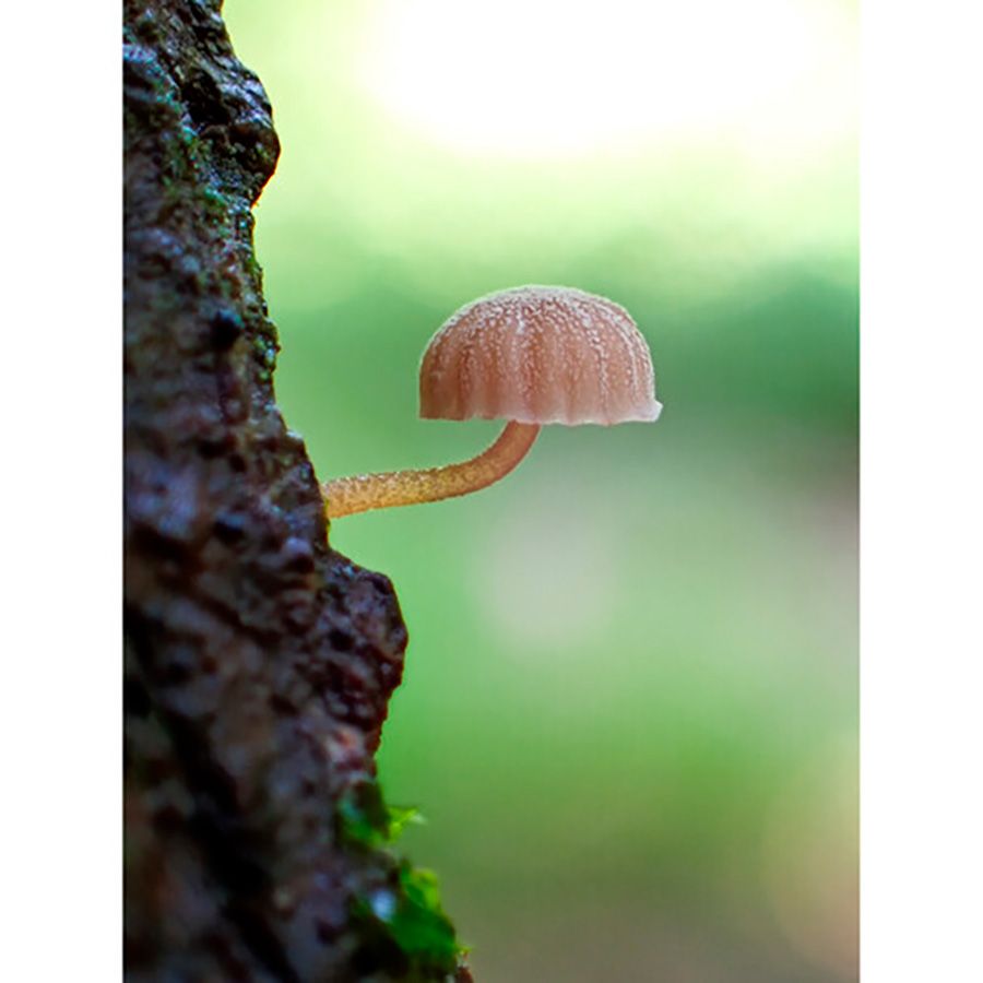 Câmera compacta Olympus Tough TG-7 à prova d'água (PRETO)