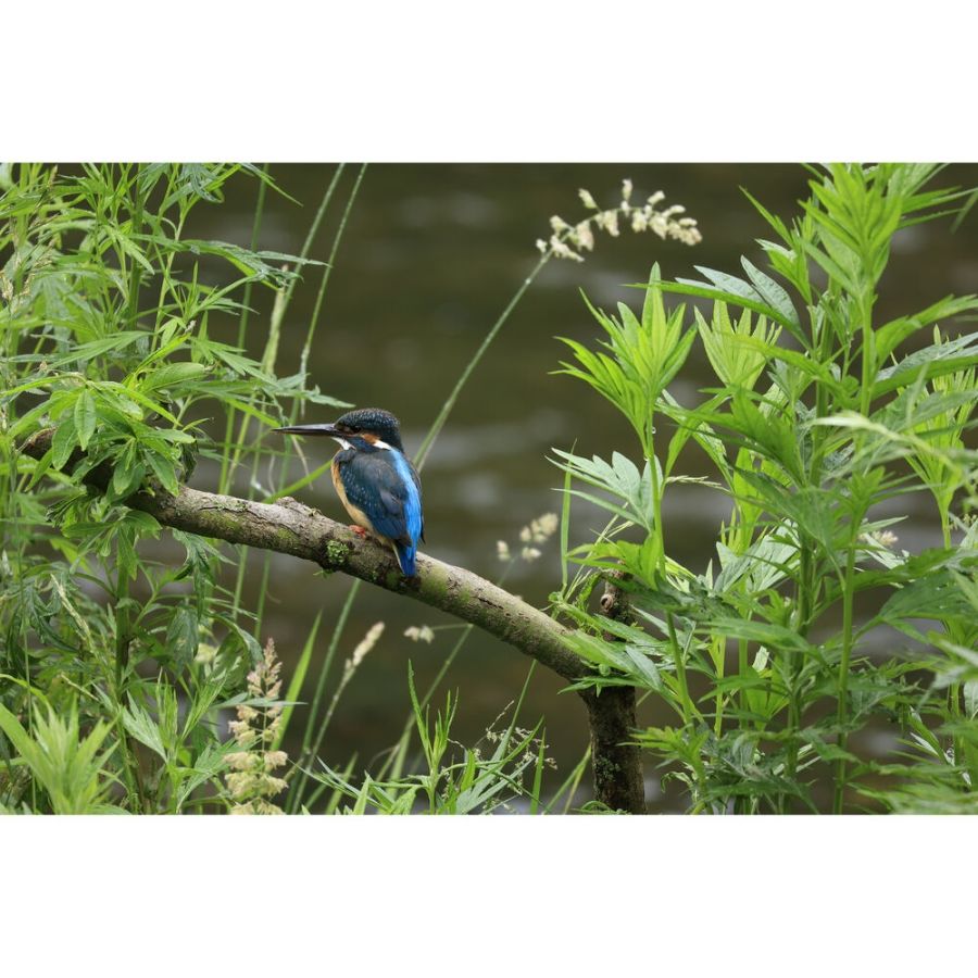 Objetiva Canon RF 100-400mm f5.6-8 IS USM